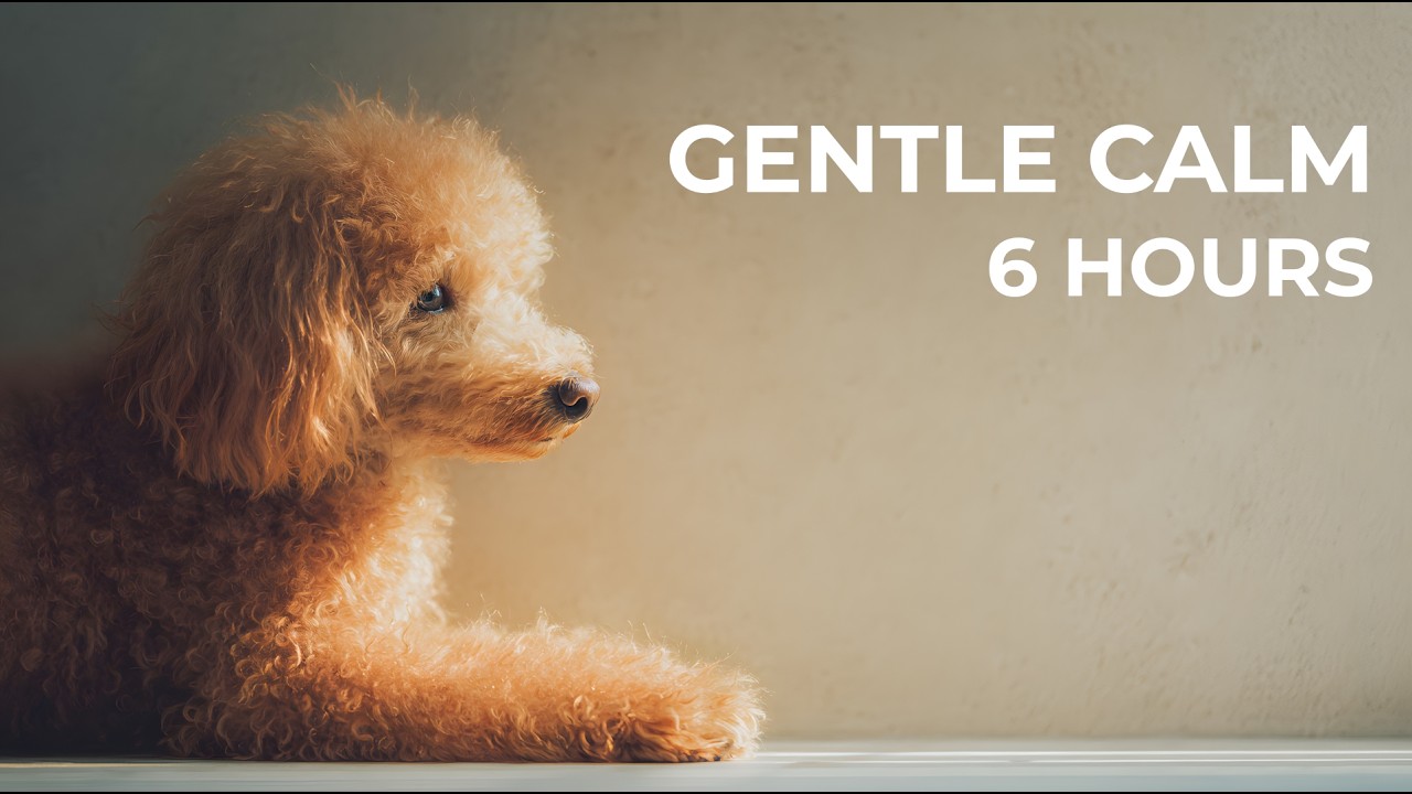 6 Hours Gentle Calming Music for Dogs | Home Comfort