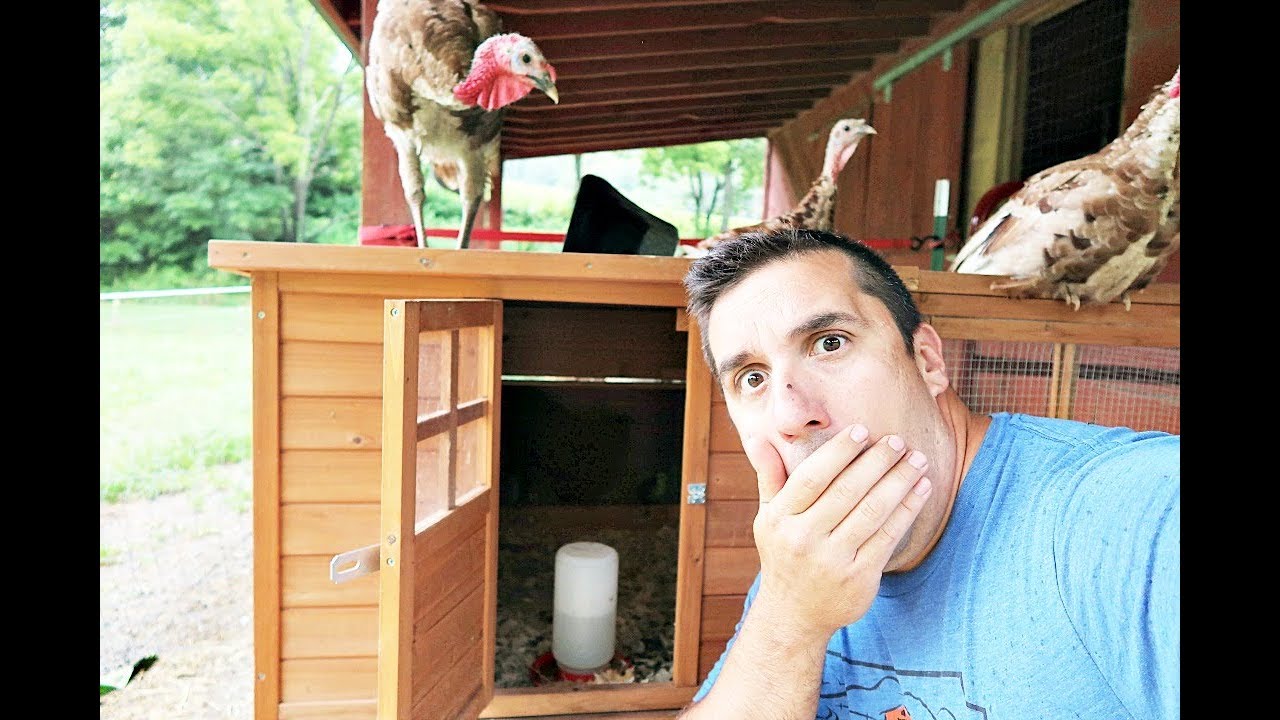 Why did she almost KILL her baby (chick)? | Backyard Chickens | The Paleo Mama