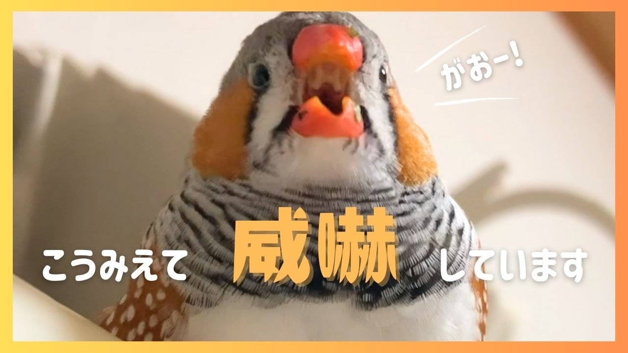 【キンカチョウ】音量注意！あまりにも可愛いパパの威嚇