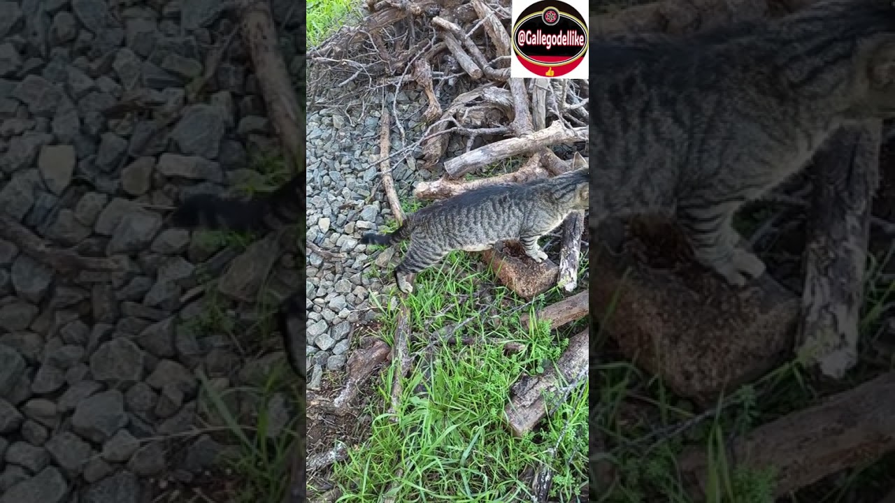 No puedo con Pepiño 😰