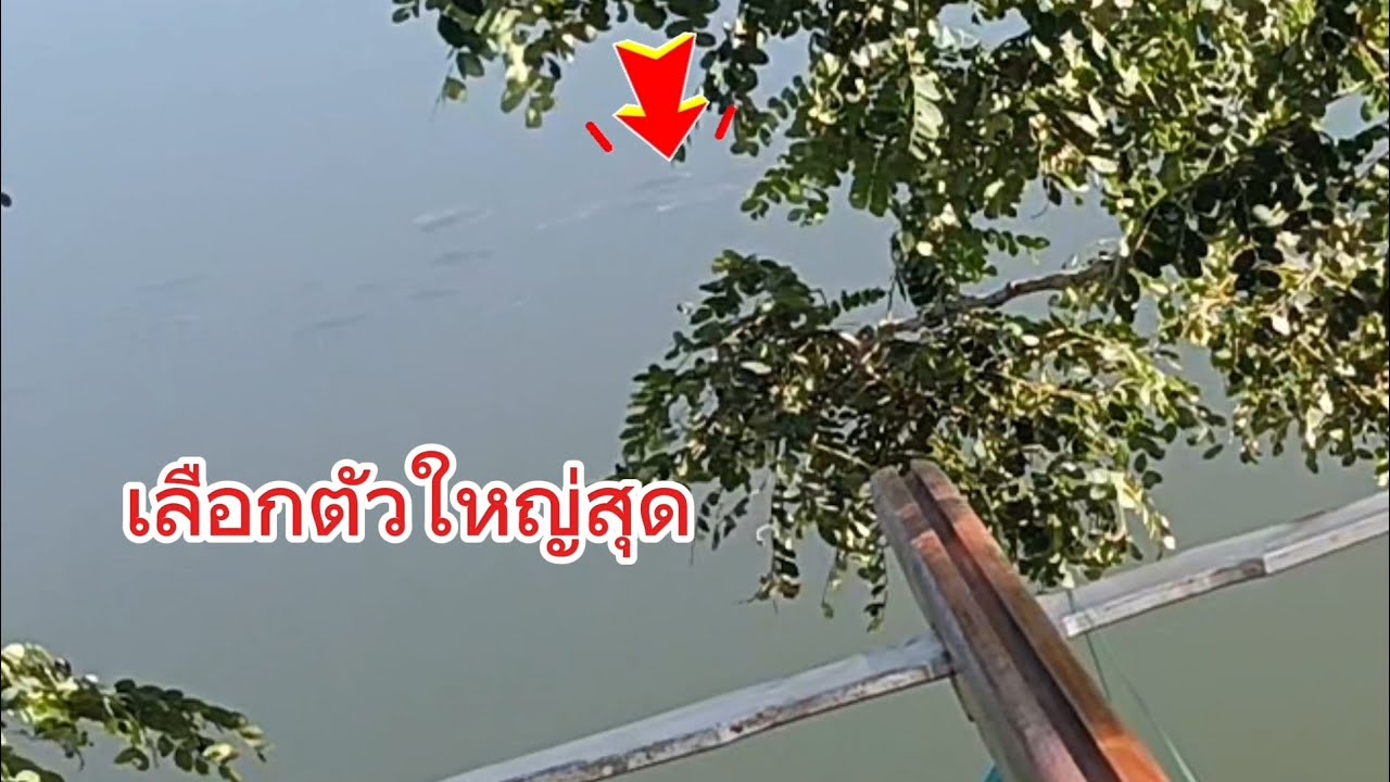 ปลาขึ้นเป็นฝูง..เลือกตัวใหญ่สุด
