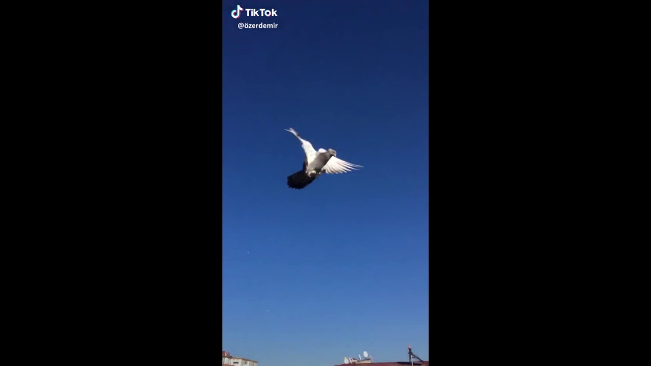 Tik tok güzeleri ( nekadar kostümcu olsamda oyun kuşü aşktir)