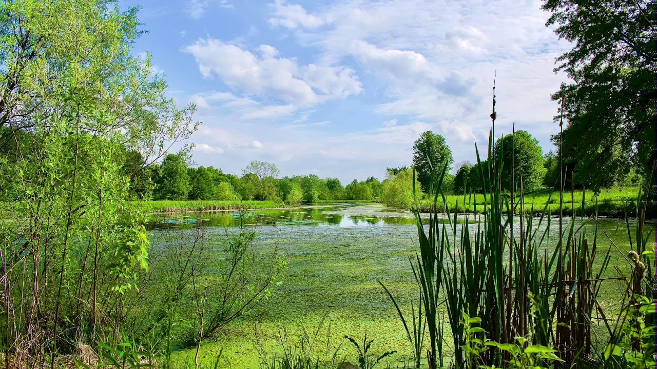 Carlisle (Duck Pond) LaGrange Ohio