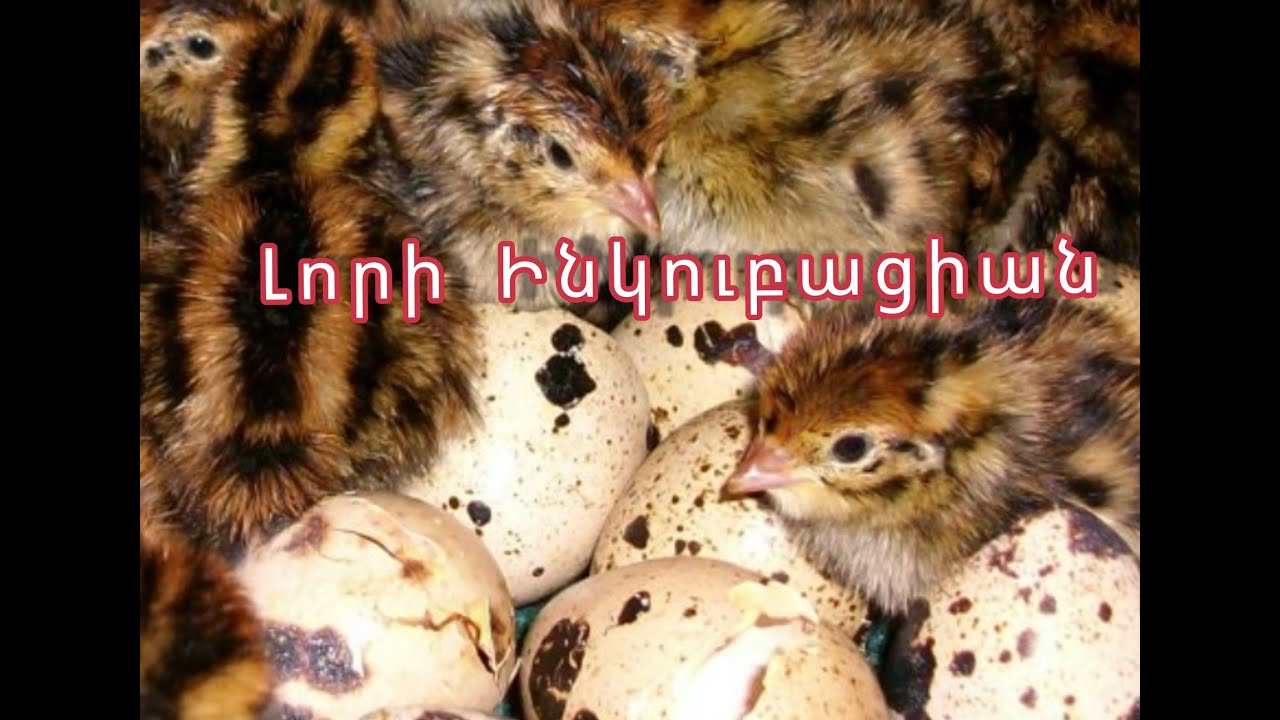 Lori inkubacia//Լորի ինկուբացիա// ձու 40