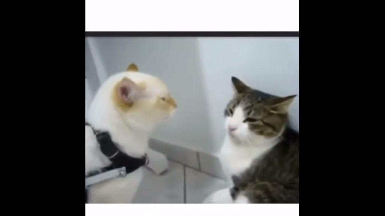Tony Baker voiceover. Cats