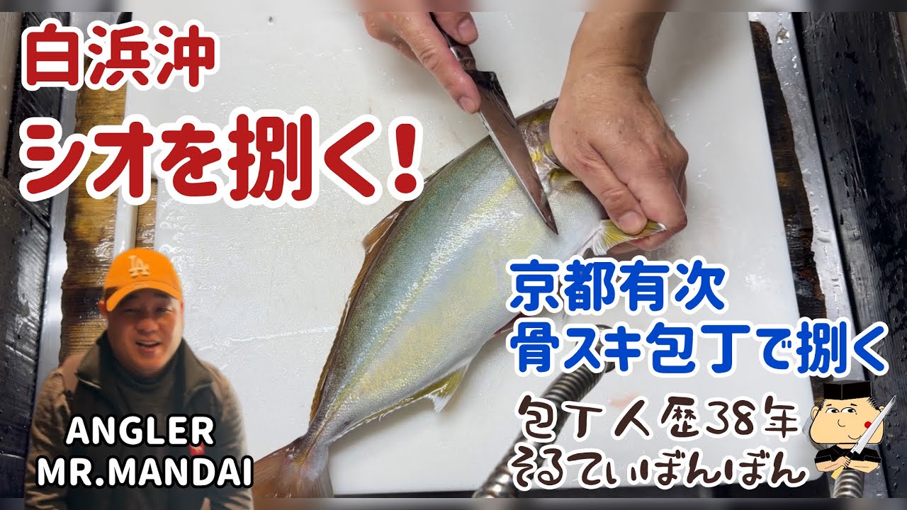 #365 【白浜沖のシオをさばく】お客様が釣ったお魚をさばく！【京都有次の上製の骨スキ15センチでさばく】