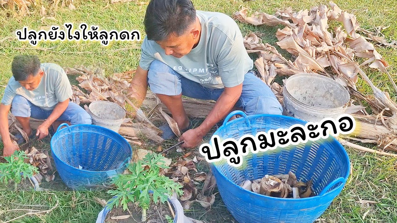 บ้านเมืองเพิ่นปลูกต้นมะละกอแบบได่คือออกลูกออกผล บัดตาอ๋อยปลูกจะรอดแหล่บ่รอดแหล่ยังไม่ติดสักต้น