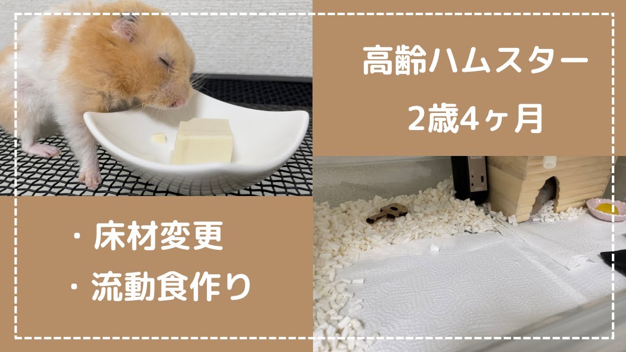 【高齢ハムスター】床材変更/流動食作り