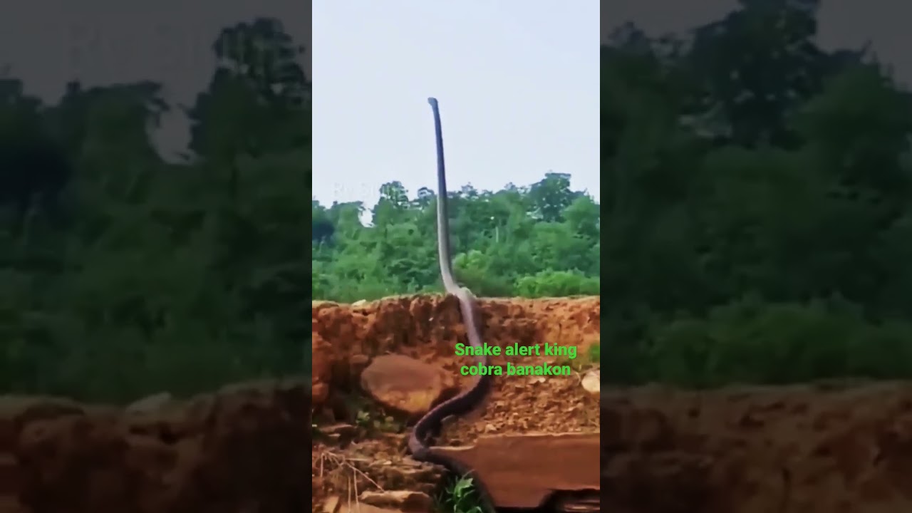 snake alert king cobra o banakon namataan sa