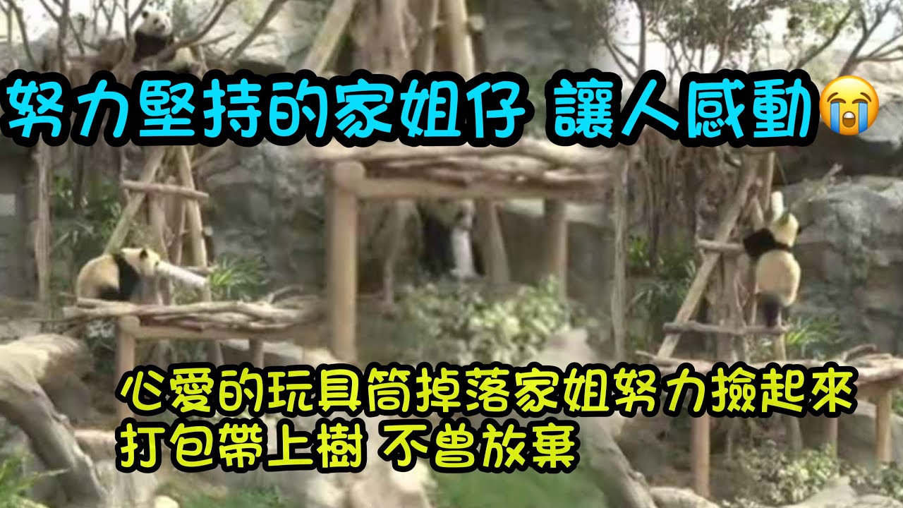 1月9日  家姐好叻叻豬，將喜歡的玩具筒成功打包帶上樹頂，中途玩具筒掉了家姐沒有放棄撿起來繼續帶上樹