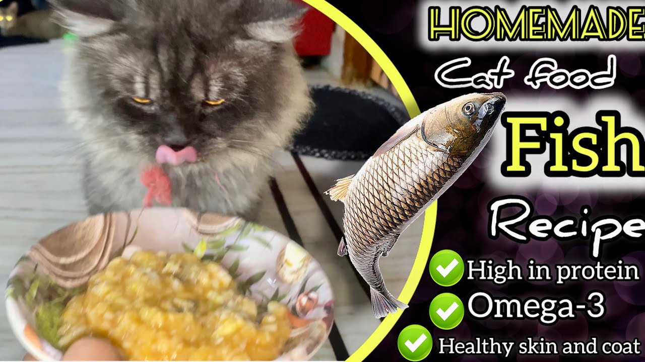 Homemade Persian cat food (fish recipe)high protein ll fish gravy for cats