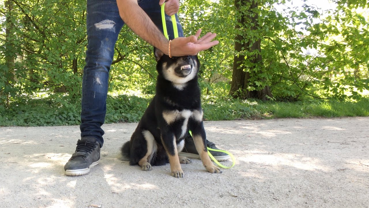 Assouplissement caractère chiot Shiba Inu de 7 mois - dressage Shiba Inu caractère - Mental dog