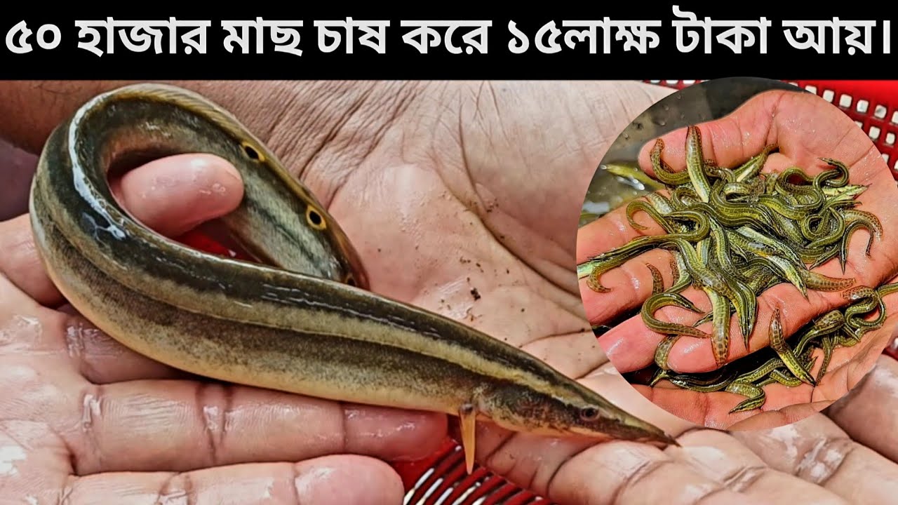 ৫০ হাজার তারা বাইম মাছ চাষ করে ৬ মাসে ১৫ লাক্ষ টাকা আয় | তারা বাইম মাছ চাষ পদ্ধতি | Tara Baim Fish
