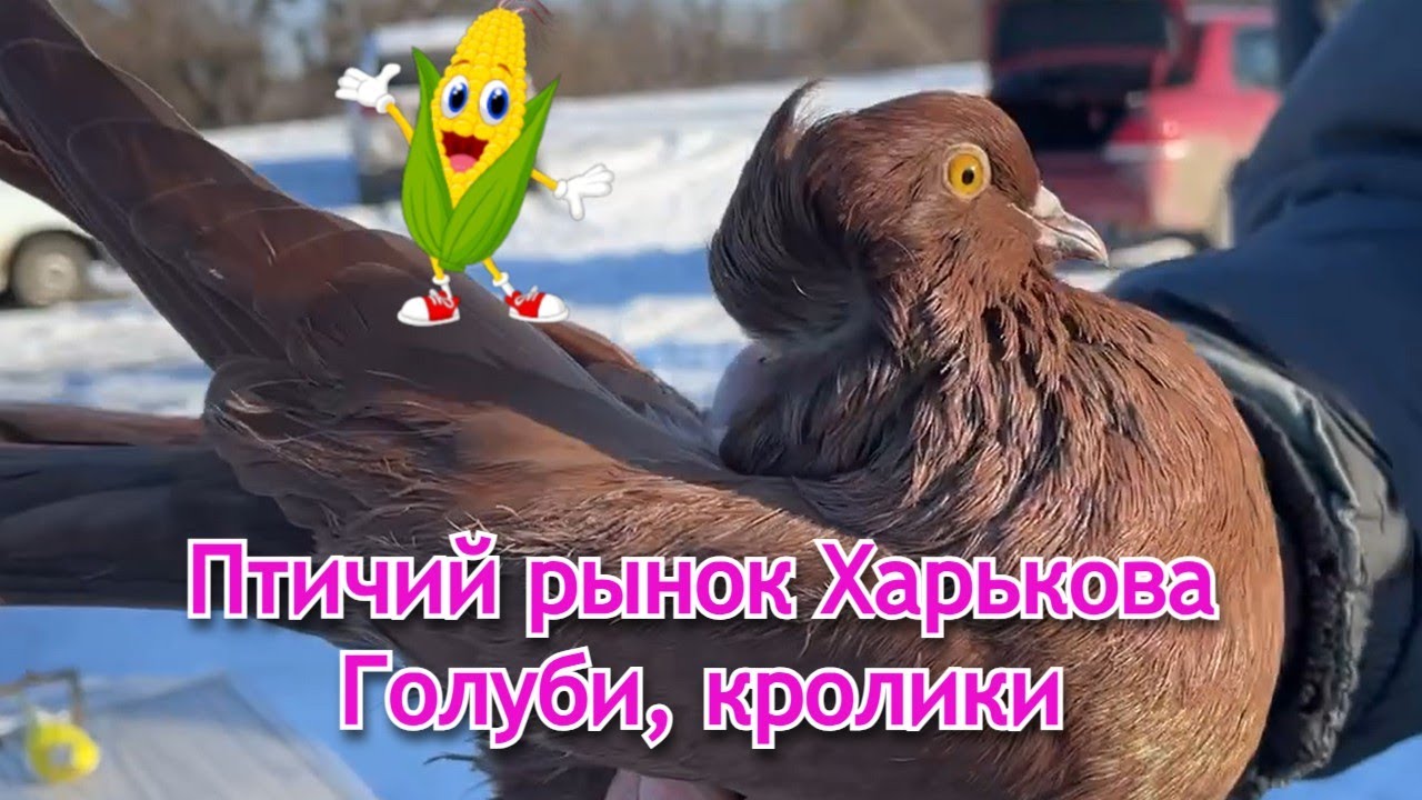 Птичий рынок в Харькове — огромный выбор голубей и кроликов 🕊️🐰#харків #птичийбазар #животные#рынок