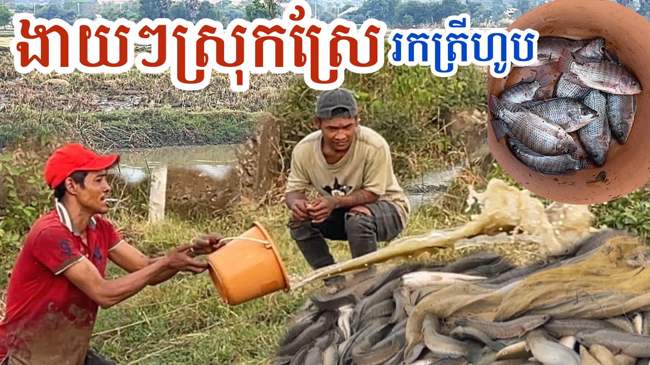 Amazing fishing “Bailing out water to catch fish in a rural area.” ងាយក៏អាចចាប់ត្រីបាន#fishing#2026 