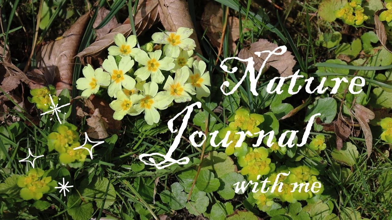 Sketch With Me Early Spring Wildflowers | Relaxing Atmosphere | Seasonal Slow Living Art🌼🐝