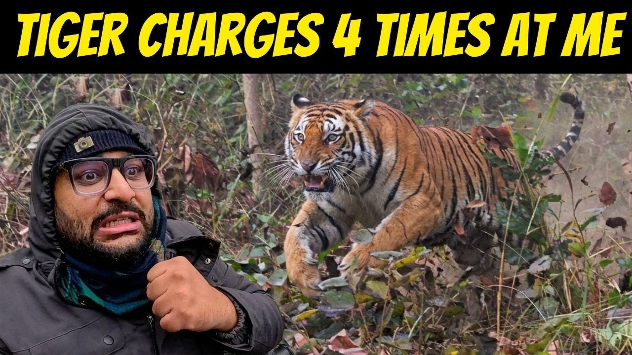 TIGER CHARGES 4 TIMES AT US IN DUDHWA TIGER RESERVE | KISHANPUR JUNGLE SAFARI