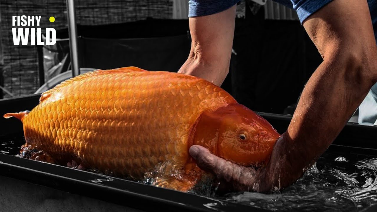Big Big Koi