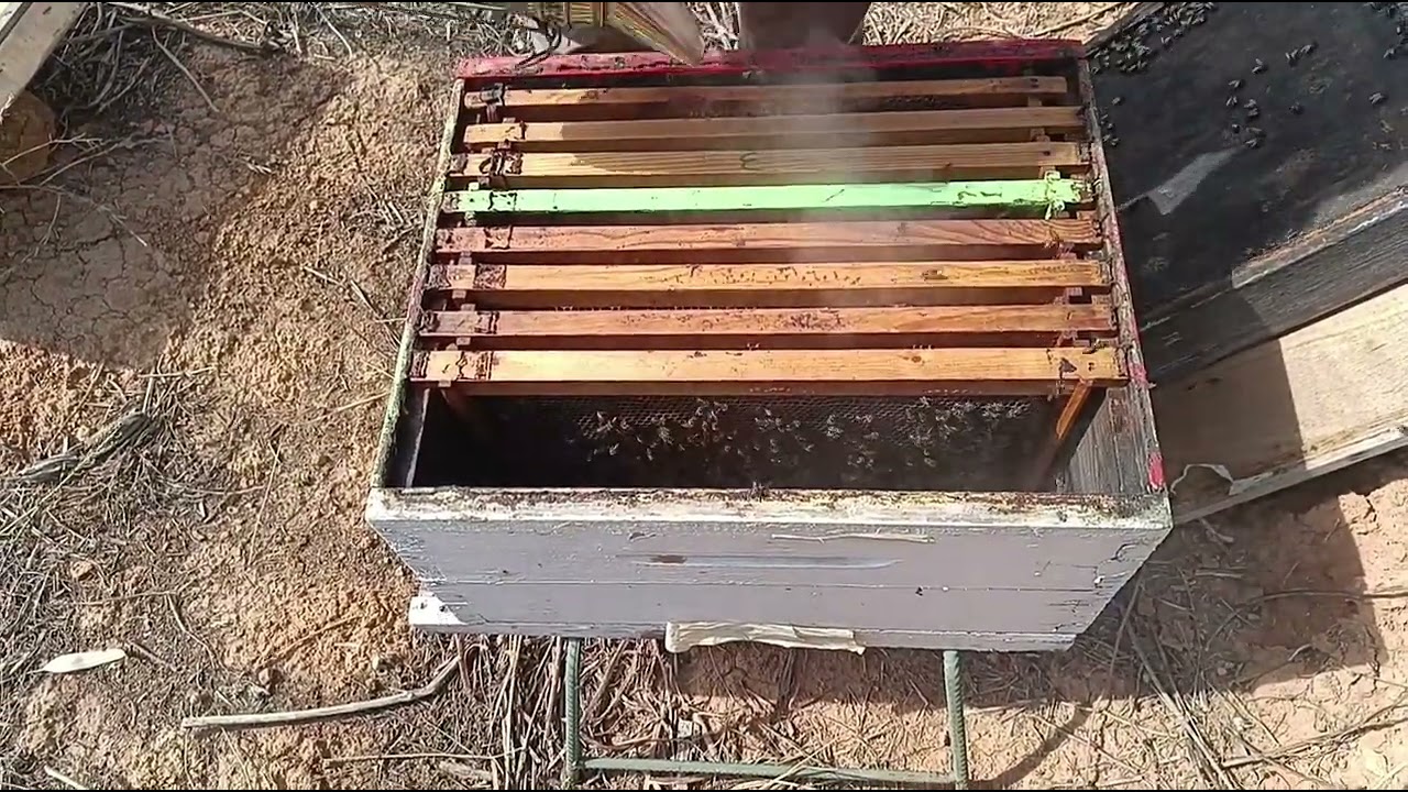 شروط جني عسل اللنج او الخريف#تربية_النحل