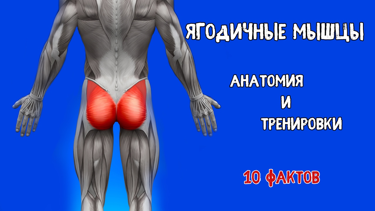 ЯГОДИЧНЫЕ МЫШЦЫ. 10 Фактов. Анатомия и Тренировки