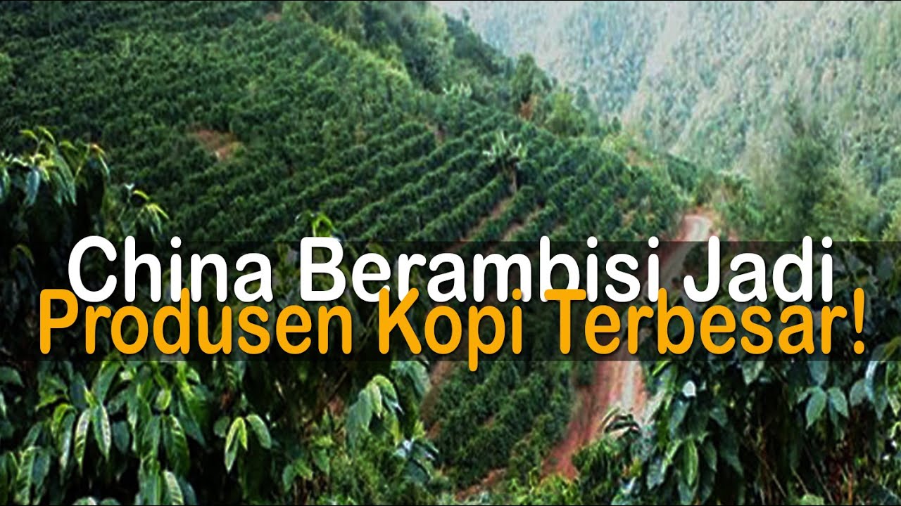 Pertanian Kopi Modern Dunia Serta Ambisi China Kalahkan Vietnam &  Indonesia