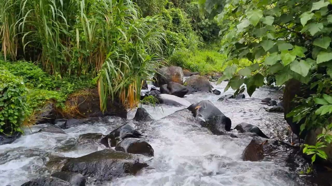 1 Hour Natural River Ambience • Flowing Water Sound For Reading Focus & Mental Reset 4K