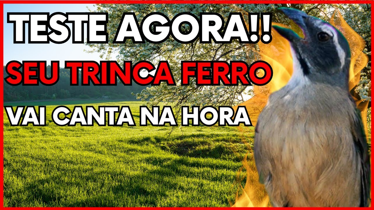 TESTE AGORA! 🔴 SEU TRINCA FERRO VAI CANTAR NA HORA!! 🔥 Esquenta Trinca Ferro