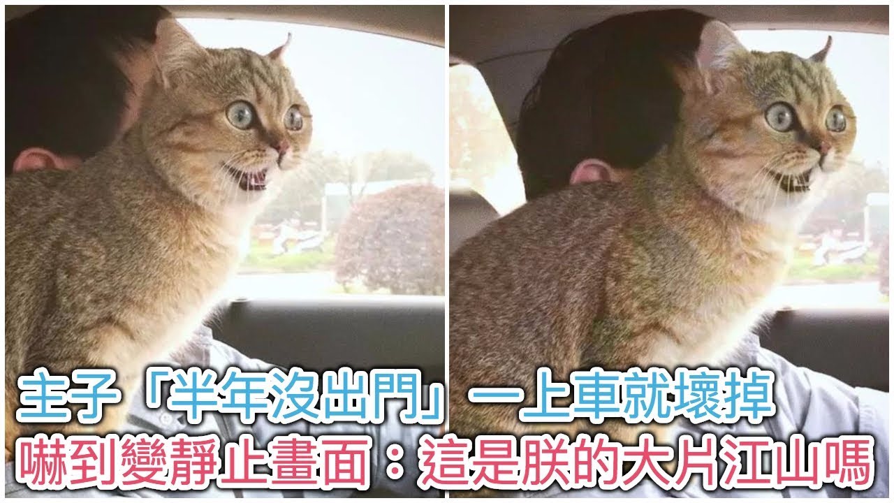 主子「半年沒出門」一上車就壞掉...「嚇到變靜止畫面」：這是朕的...大片江山嗎？