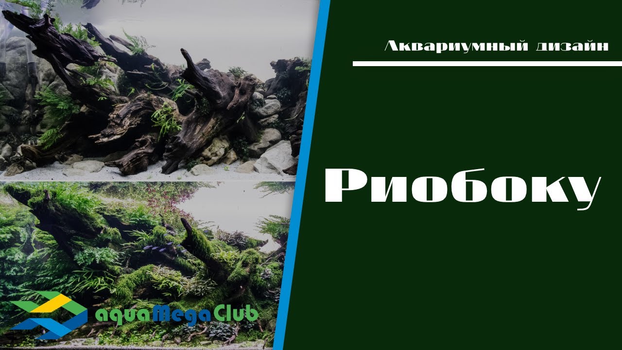 Риобоку (аквариумы с корягами) - Стильно! Сделано в Японии! Он же райбоку и райюбоку))