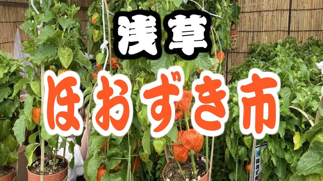 暑くてもおさんぽ　2024 浅草ほおずき市　四万六千日
