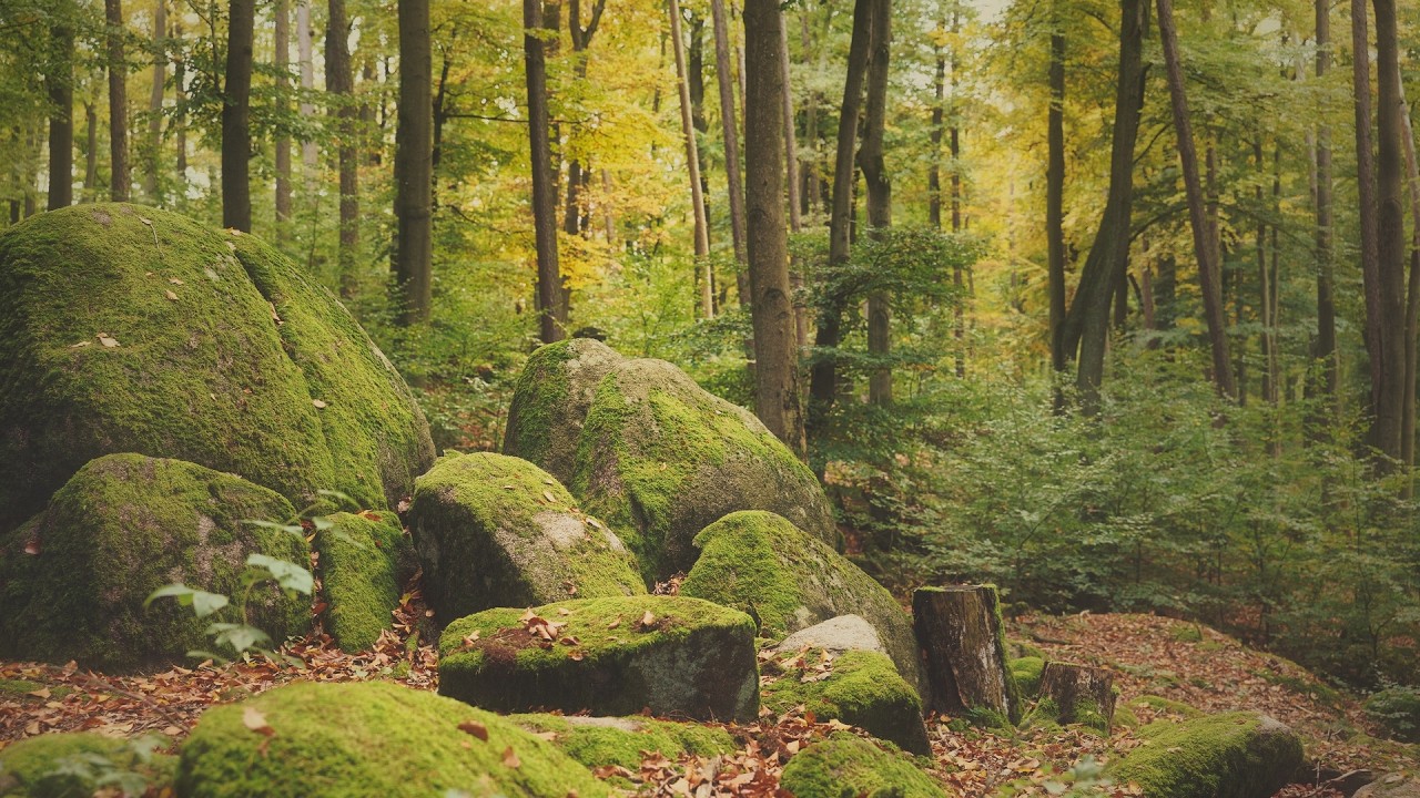🌳 4K - Relaxing Nature Sounds For Stress Relief, Forest Sounds, Bird Song, No AI