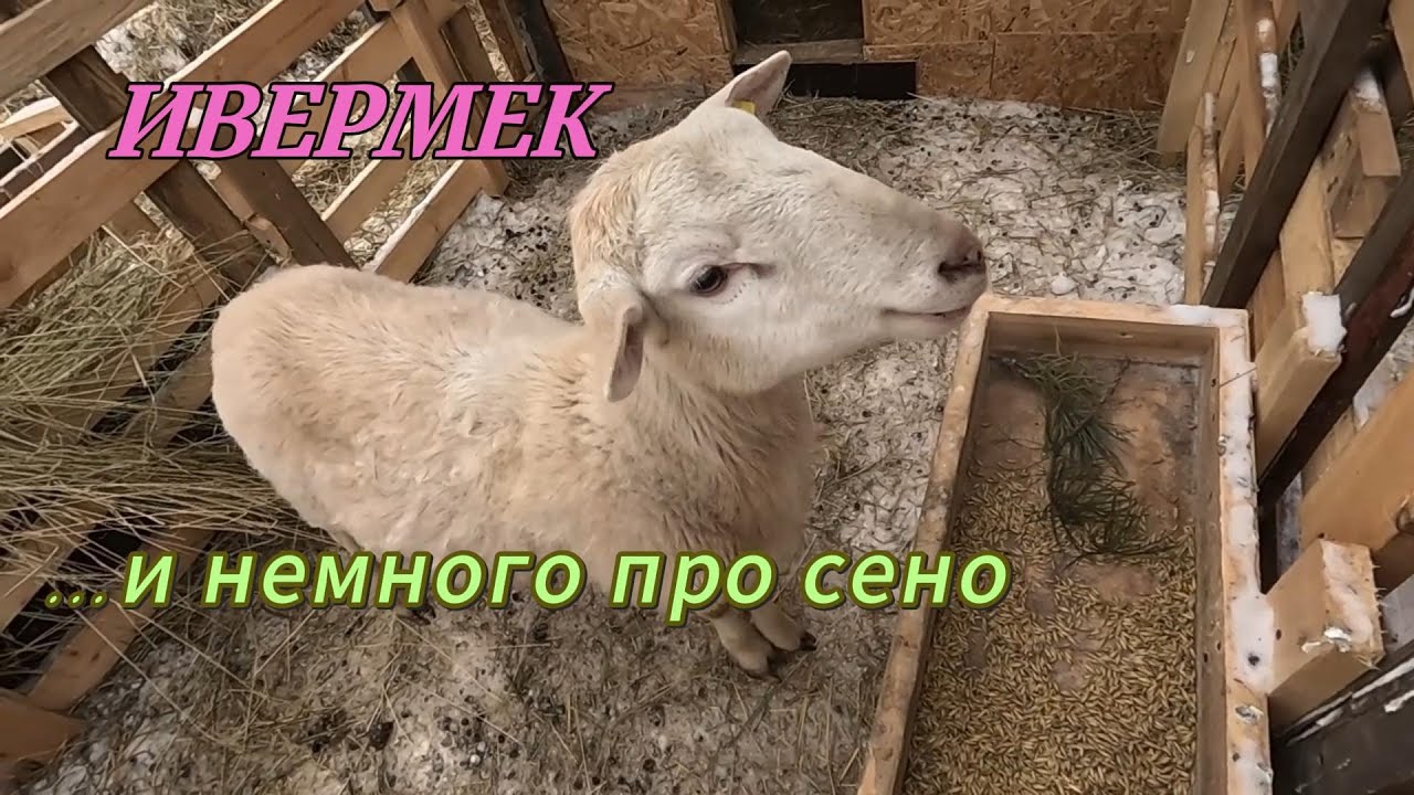 Ивермек и немного про сено