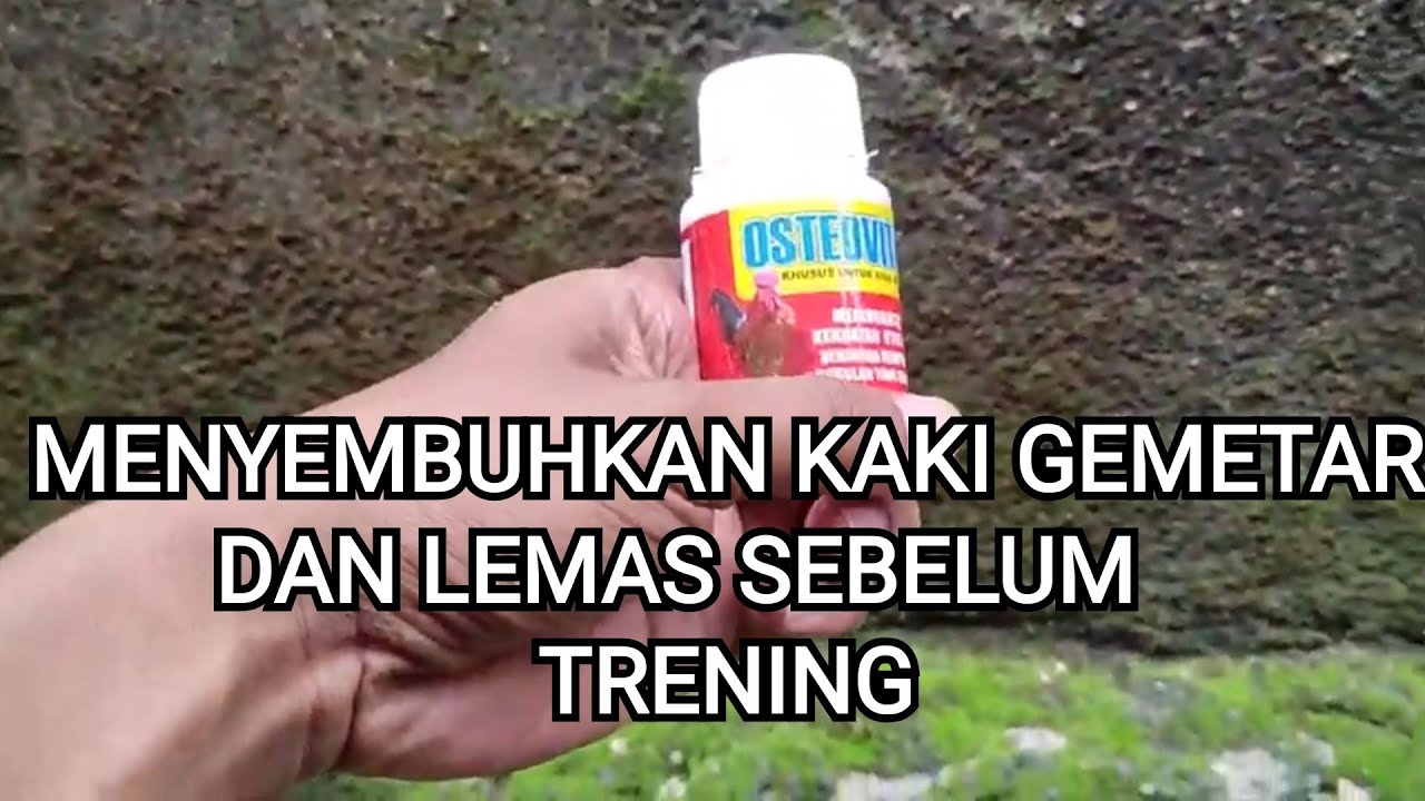 MENGUATKAN KAKI AYAM