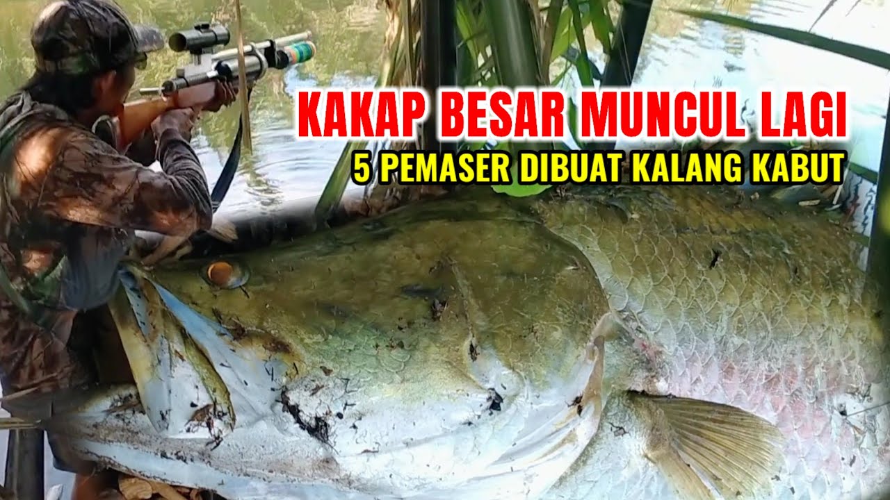 Ikan kakap besar kembali bikin 5 pemaser kalang kabut - paser ikan, Nembak ikan kakap