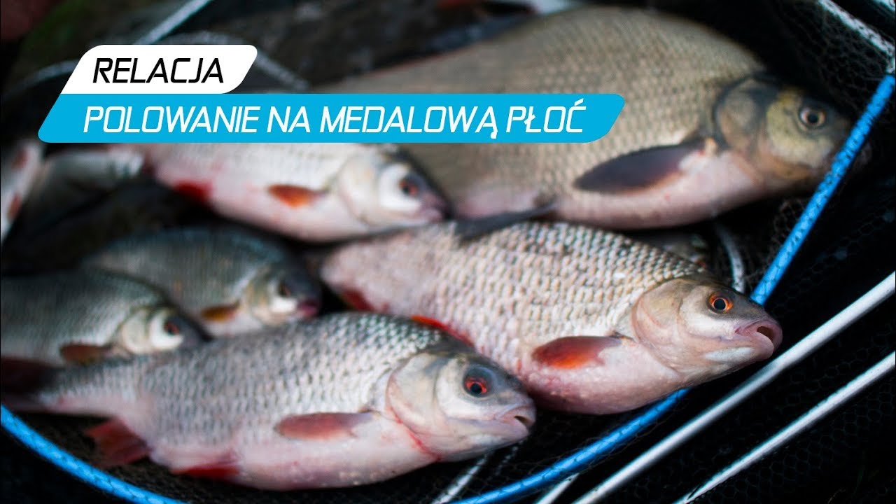 Polowanie na medalową płoć