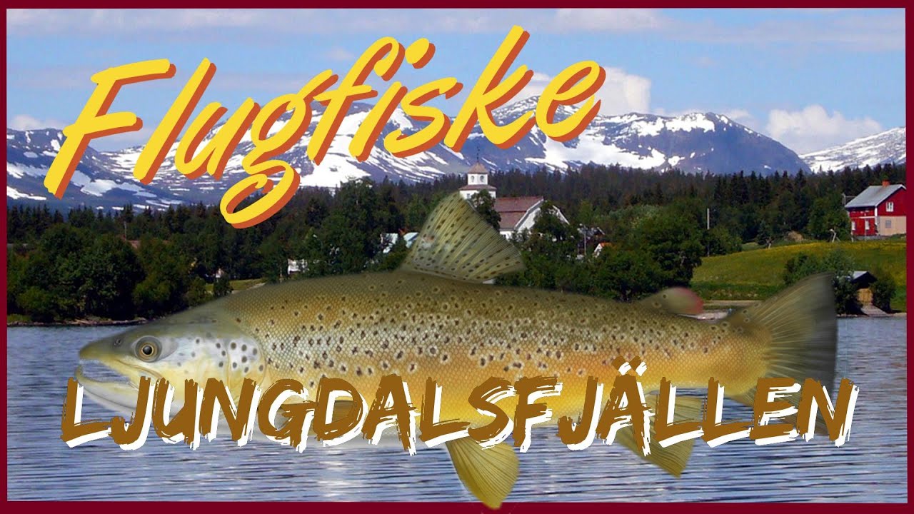 Flugfiske i Ljungdalsfjällen - Sölvbacka Strömmar.