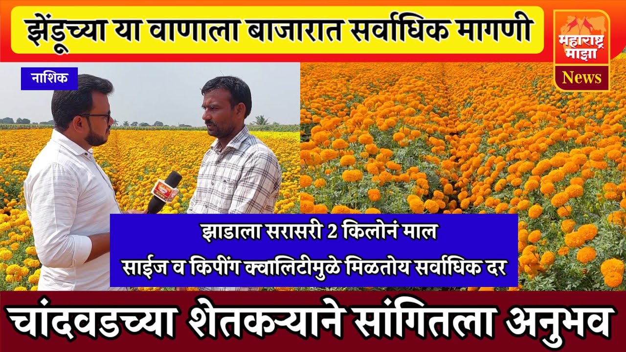 ♦️झाडाला 2 किलोनं माल, व्यापाऱ्याकडून जास्तीचा दर, झेंडूच्या या वाणाला होतेय बाजारात सर्वाधिक मागणी👌