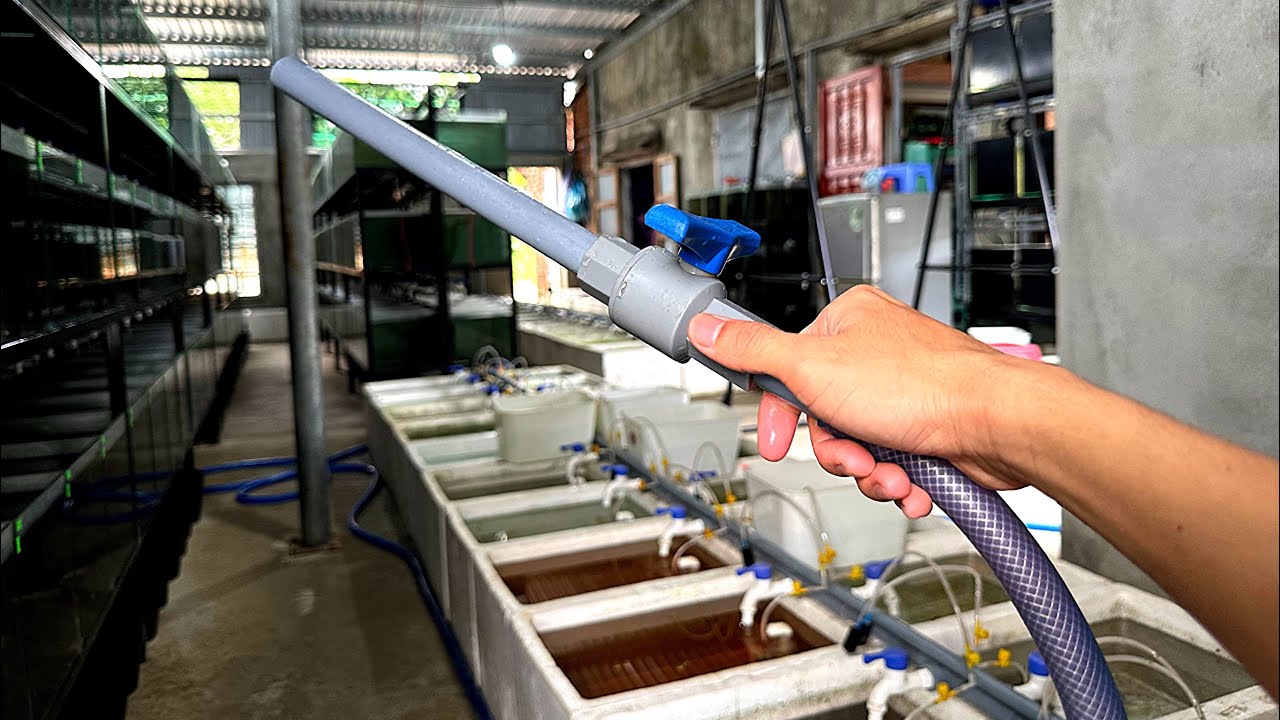 Công Việc Mỗi Ngày Tại Trại Cá Bảy Màu | Chia Sẻ Kinh Nghiệm Nuôi Cá Bảy Màu | Dat Guppy