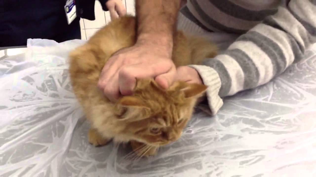 Karamel Angry Cat on Veterinary | Little Garfield