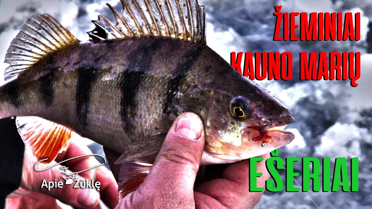Apie žūklę 2018 03 03. Ešerių žūklė Kauno mariose. Avižėlė.