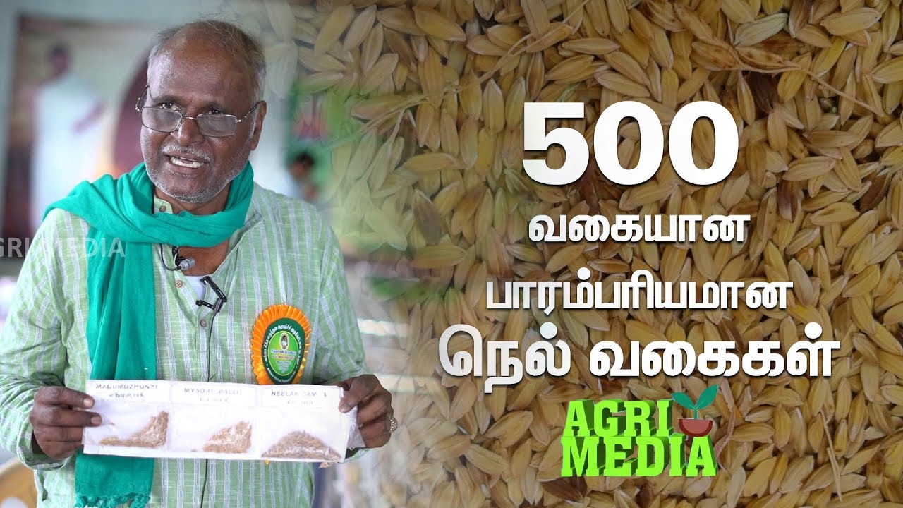 Rice Varieties of India | 500 வகையான பாரம்பரிய நெல் வகைகள் | 500 Variety Traditional paddy seeds