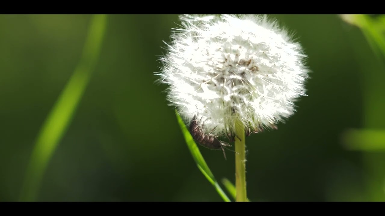 Hawkwood: Moments of Stillness - Kitchen Garden