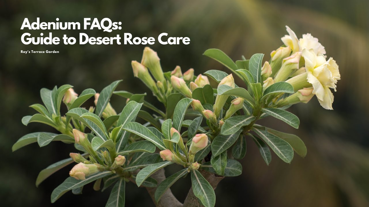 Adenium FAQs: Your Ultimate Guide to Desert Rose Care | Essential Care Tips