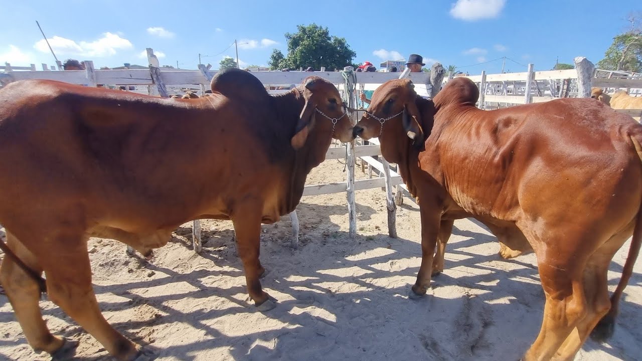 Feira de gado em jupi-Pe 15-03-2026 muito gado na feira 