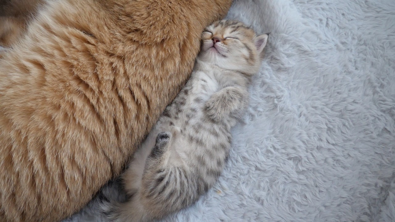 Kitten Choco sleeps attached to the back of the grandmother cat, not the mother cat.