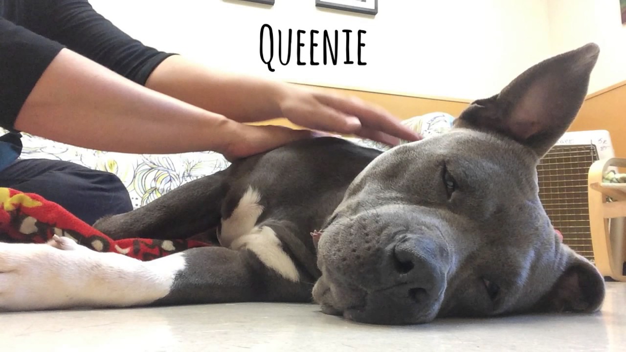 OHS Dog Massage Montage
