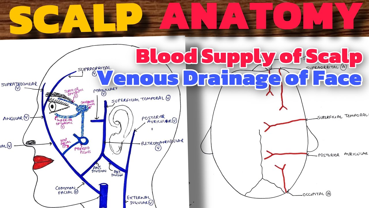 Scalp Anatomy (2/2) | Venous Drainage of Face | Blood Supply of Scalp