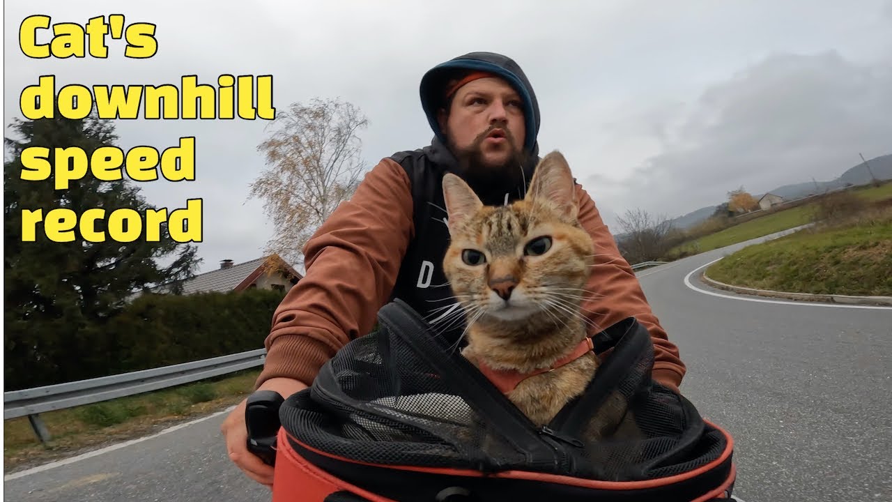 Nala Cat's downhill speed record 😻😻😻