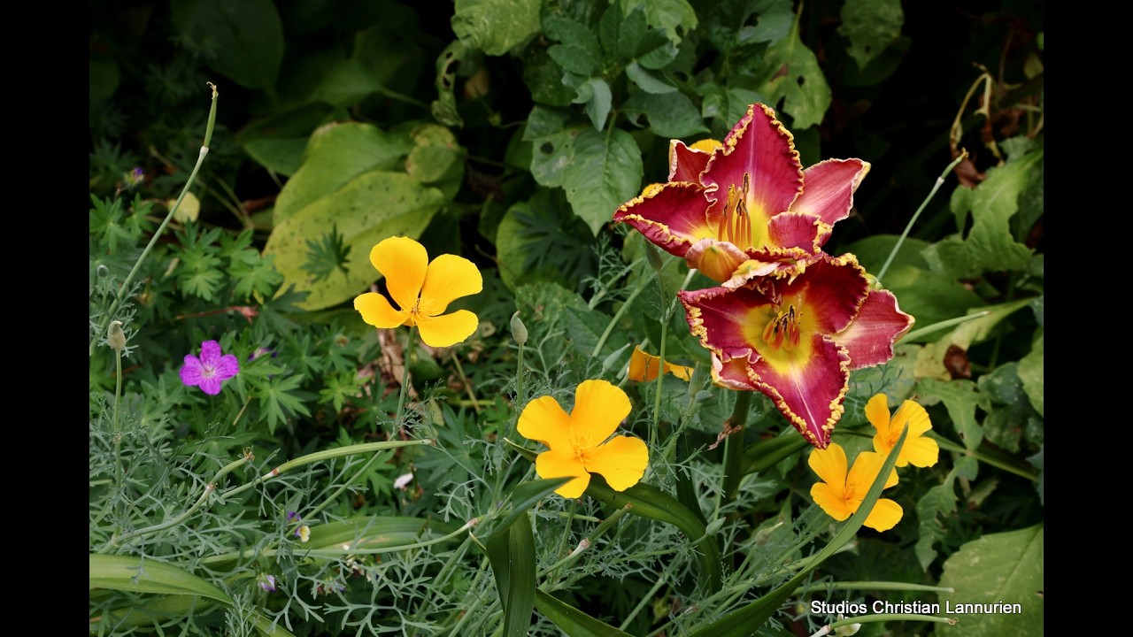 Jardins privés en Bretagne : Lys et Lys d'un jour 4K UHD .21 Février 2026