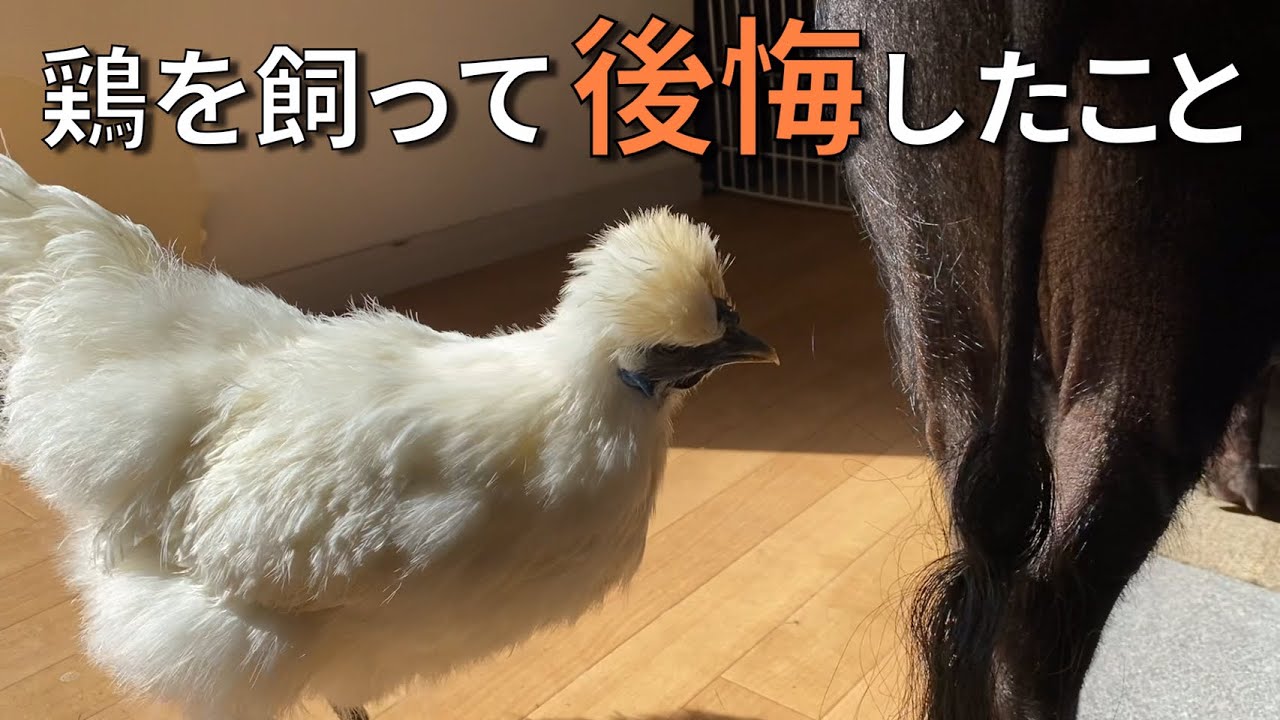 鶏(烏骨鶏)を飼ってから後悔したこと【66日目】